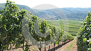 Vineyard at Moselle river valley with view to village Beilstein Germany