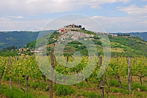 Vineyard with Motovun Hill Town, both a village & municipality of Celtic origin in central Istria, Croatia