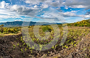 Vineyard of the mount Etna in Sicily, italy