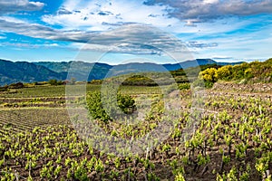 Vineyard of the mount Etna in Sicily, italy