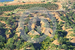 Vineyard in a mountain valley. Agricultural production. Natural landscape