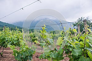 Vineyard in mountains