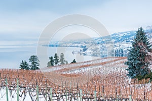 Vineyard and mountains covered in snow with lake in distance