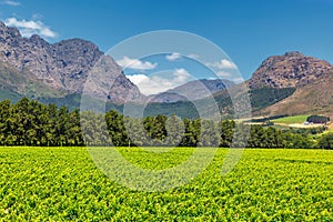 Vineyard and the mountains in Franschhoek town