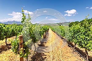 Vineyard and the mountains in Franschhoek town