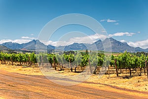 Vineyard and the mountains in Franschhoek town