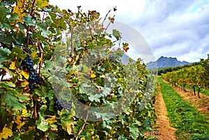 Vineyard mountains in Stellenbosch valley South-Africa