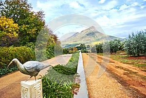 Vineyard mountains in Stellenbosch valley South-Africa