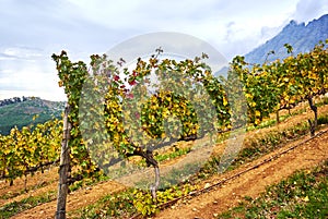 Vineyard mountains in Stellenbosch valley South-Africa