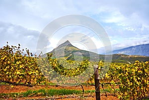 Vineyard mountains in Stellenbosch valley South-Africa