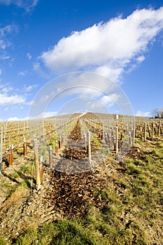 vineyard, MoÃ«t et Chandon, Ay, Champagne Region, France