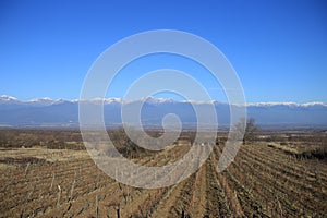 Vineyard in Mukuzani village in winter, Kakheti, Georgia