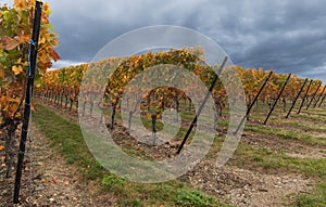 Vineyard and multicolor leafs