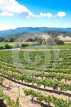 Vineyard in Napa, California