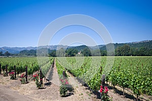 Vineyard in Napa, California