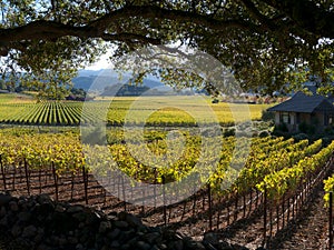 Vineyard in Napa Valley photo