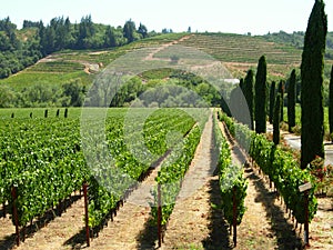 Vineyard In Napa Valley