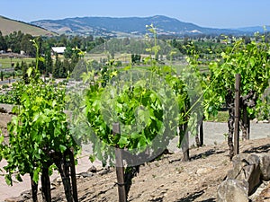 Vineyard Napa Valley CA