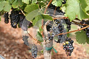 Vineyard, Napa Valley Wine Country, California