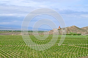 Vineyard near the Armenian monastery