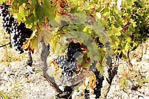 Vineyard near Baska Voda and Brela