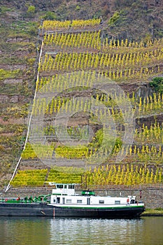 vineyard near Beilstein, Rheinland Pfalz, Germany