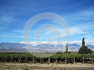 Vineyard near Cafayate