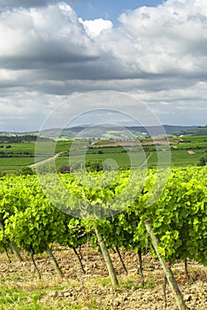Vineyard near Carcassonne (France)