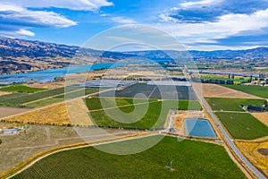 Vineyard near Cromwell, New Zealand