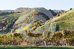Vineyard near DÃ¼rnstein