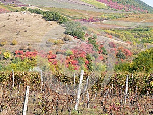 Vineyard near the Eged mountain in Hungary