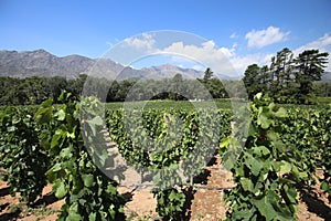 Vineyard near Franschhoek