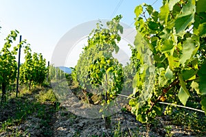 Vineyard near Hercegkut Sarospatak Tokaj region Hungary