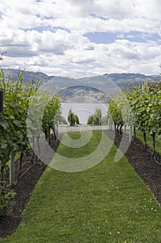 Vineyard near Kelowna and Lake Okanagan