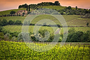 Vineyard near Montalcino, Tuscany, Italy photo
