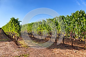 Vineyard near Montalcino, Tuscany, Italy