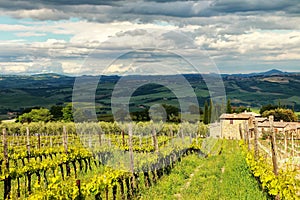 Vineyard near Montalcino in Val d`Orcia, Tuscany, Italy.