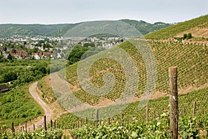 Vineyard near the oldest german city Trier