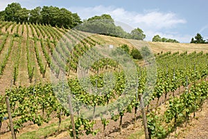 Vineyard near the oldest german city Trier