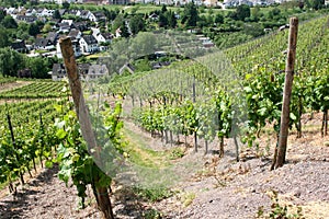 Vineyard near the oldest german city Trier.