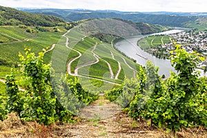 Vineyard near Piesport Niederemmel