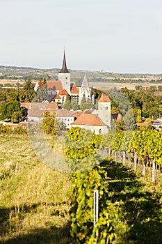 vineyard near Pulkau in Austria