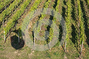 Vineyard near Rüdesheim Germany