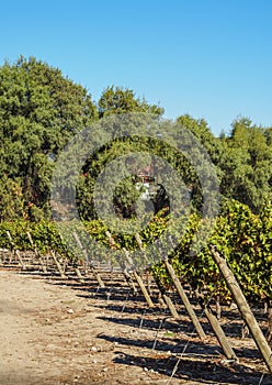 Vineyard near Santiago de Chile