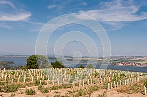 Vineyard near small village, blue sky, agriculture and wine