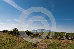 Vineyard near small village, blue sky, agriculture and wine