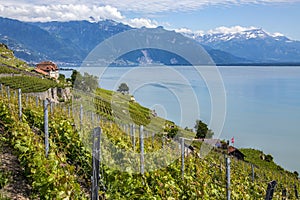 Vineyard near St Saphorin - Lake Geneva - Switzerland