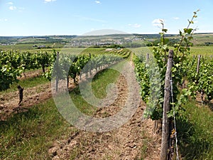 Vineyard near Wincheringen on premium hiking-trail Moselsteig