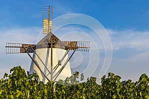 Vineyard near Windmill Retz, Lower Austria, Austria