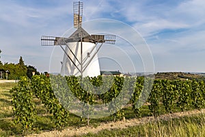 Vineyard near Windmill Retz, Lower Austria, Austria